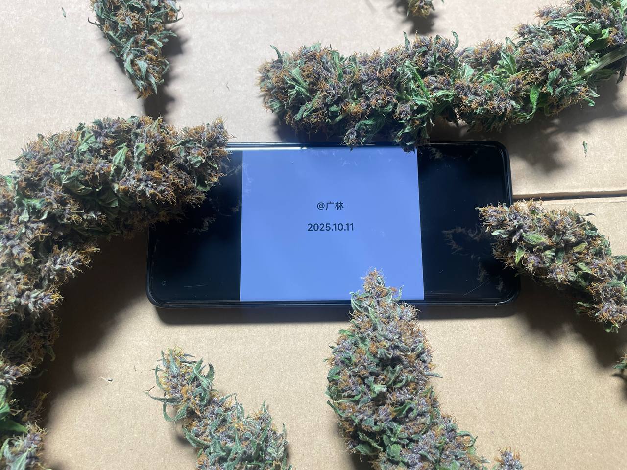 【全国埋包】Black Cherry Punch