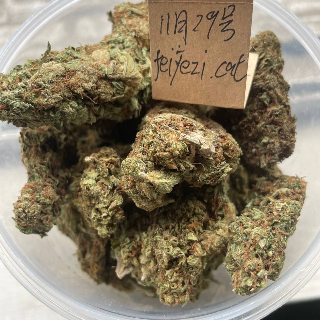 【广东】Green Pulils